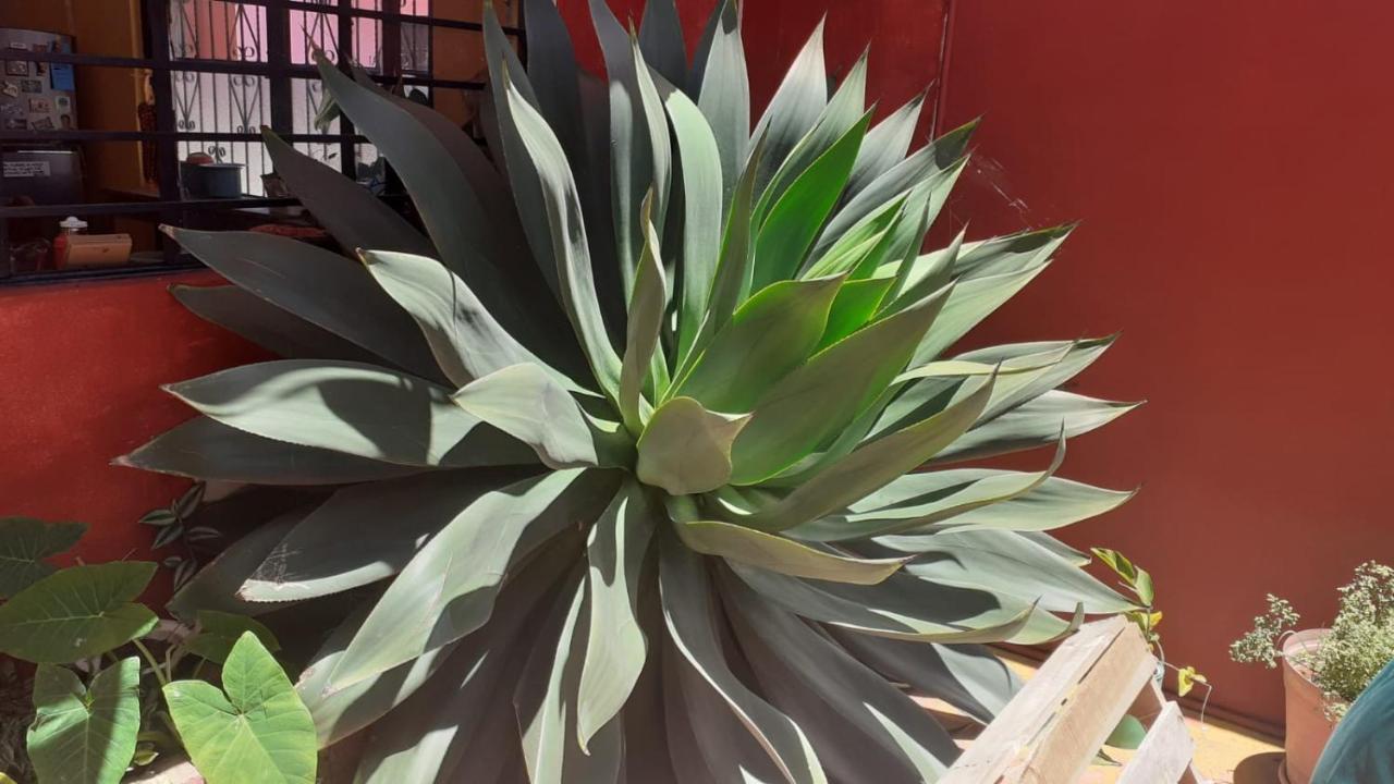 Casa Huipil Hotel San Cristobal de las Casas Bagian luar foto